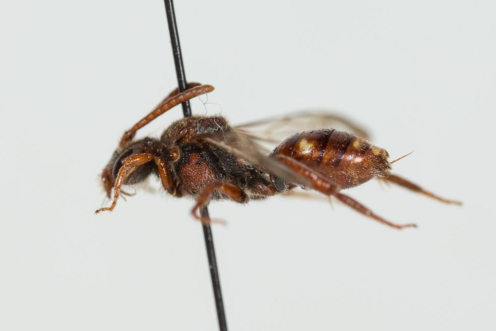  Nomada alboguttata Herrich-Schäffer, 1839