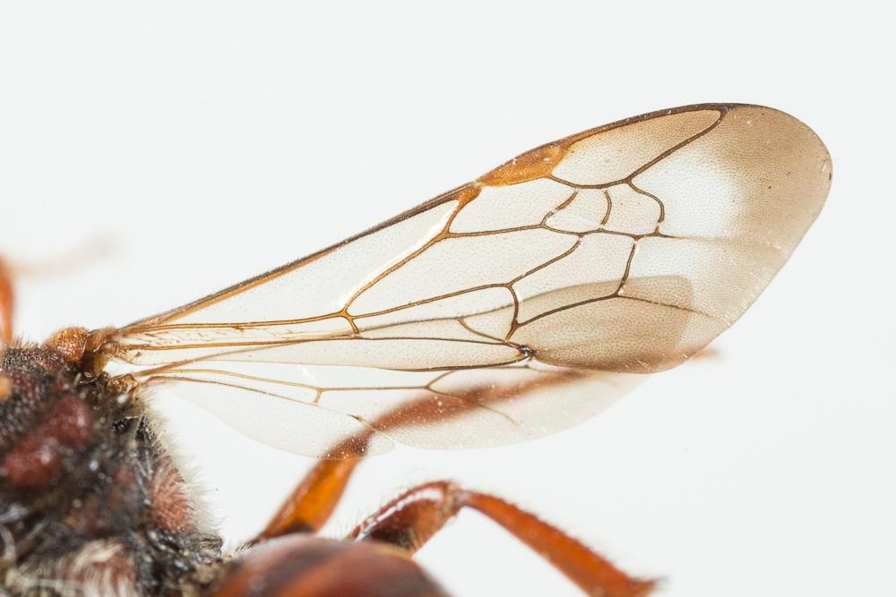  Nomada alboguttata Herrich-Schäffer, 1839