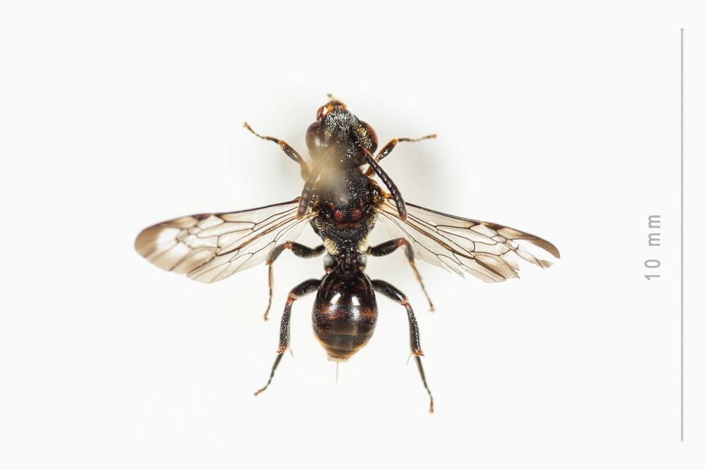 Nomada distinguenda Morawitz, 1874
