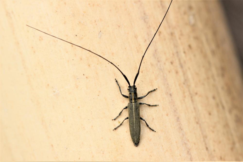  Calamobius filum (Rossi, 1790)