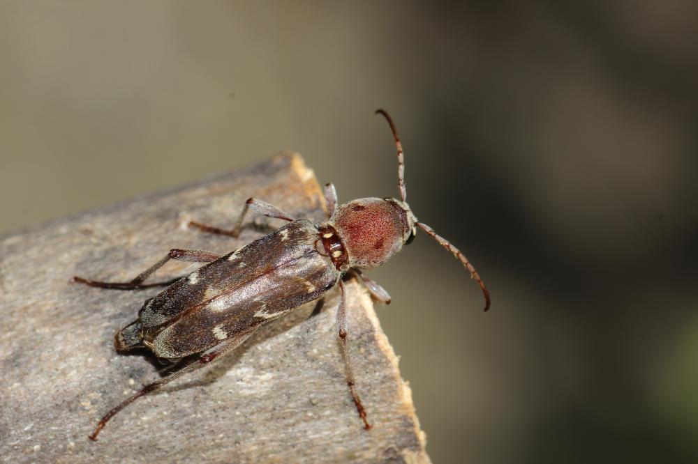 Xylotrechus stebbingi Gahan, 1906