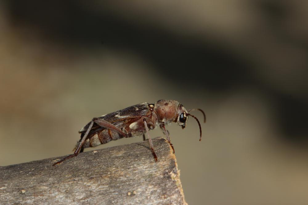 Xylotrechus stebbingi Gahan, 1906
