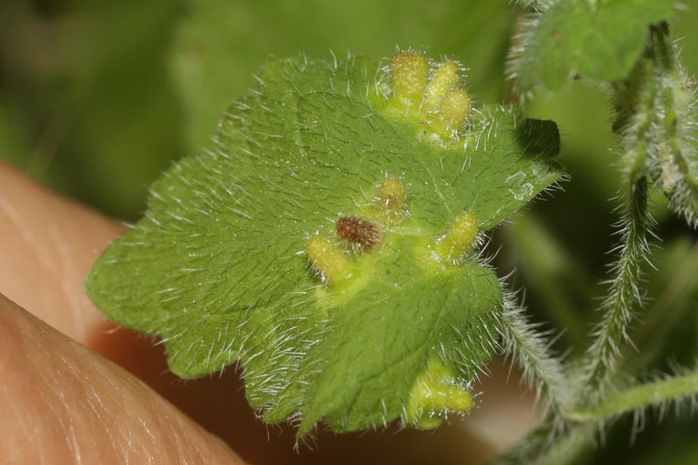 Rondaniola bursaria (Bremi, 1847)