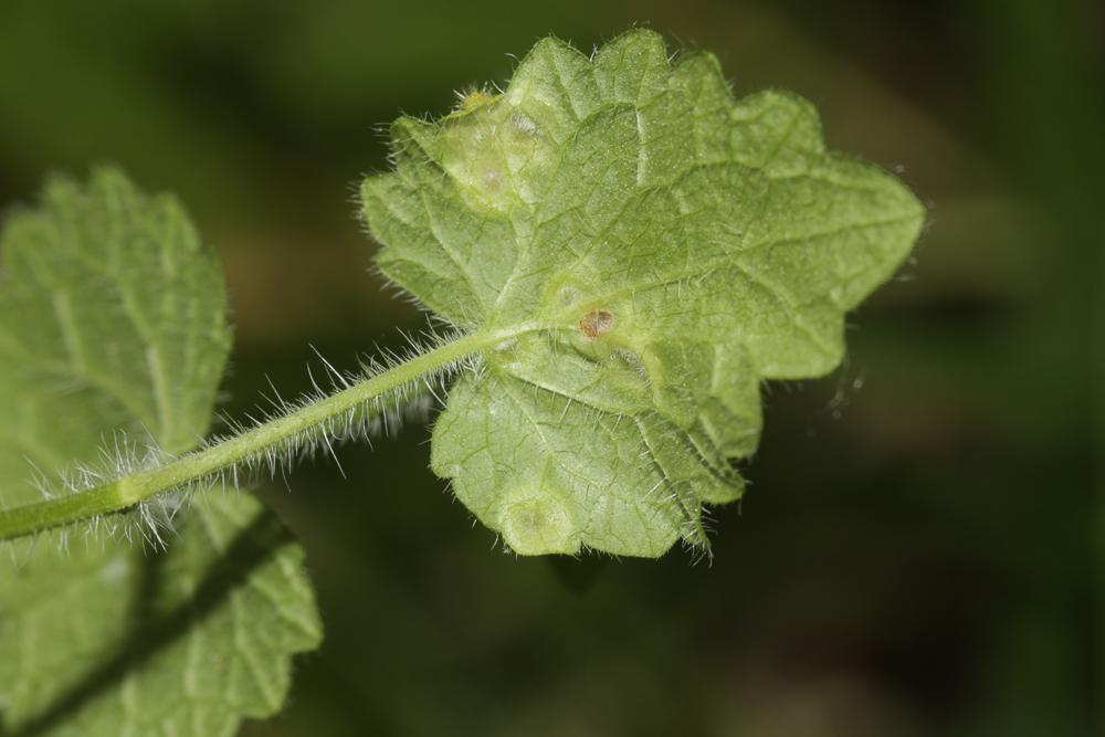 Rondaniola bursaria (Bremi, 1847)