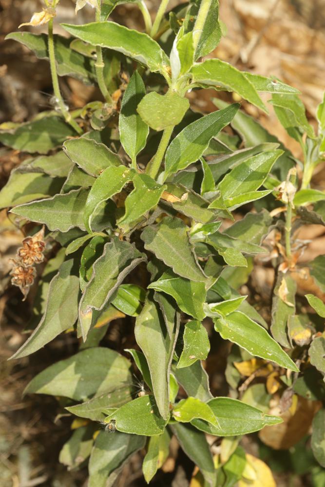 Ciste à feuilles de laurier Cistus laurifolius L., 1753