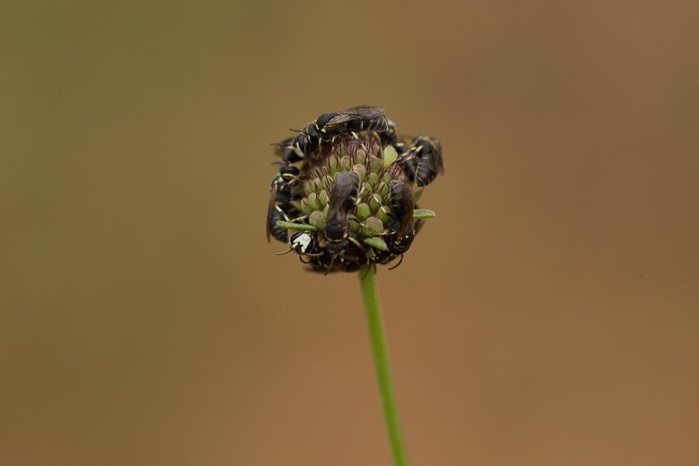 Hylaeus variegatus (Fabricius, 1798)