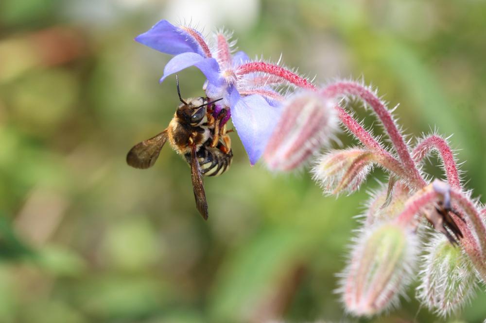 Le  Rhodanthidium septemdentatum (Latreille, 1809)
