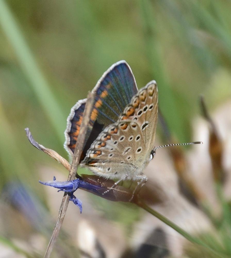 Azuré de l'Adragant (L'), Azuré du Plantain (L'), Polyommatus escheri (Hübner, 1823)