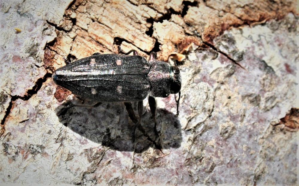  Chrysobothris chrysostigma (Linnaeus, 1758)