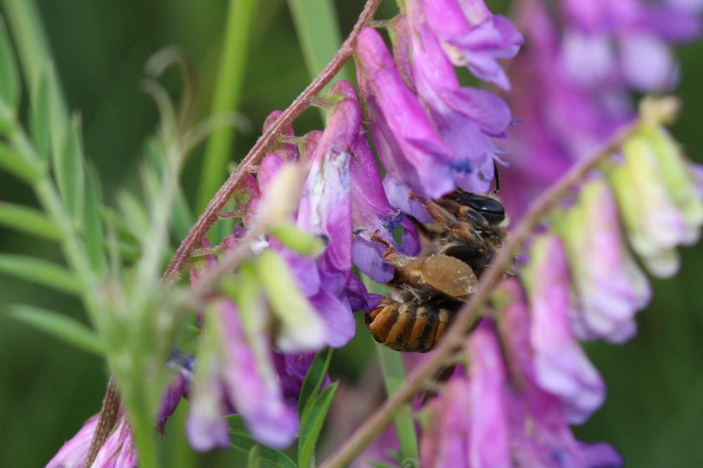 Eucère dorée Eucera chrysopyga Pérez, 1879