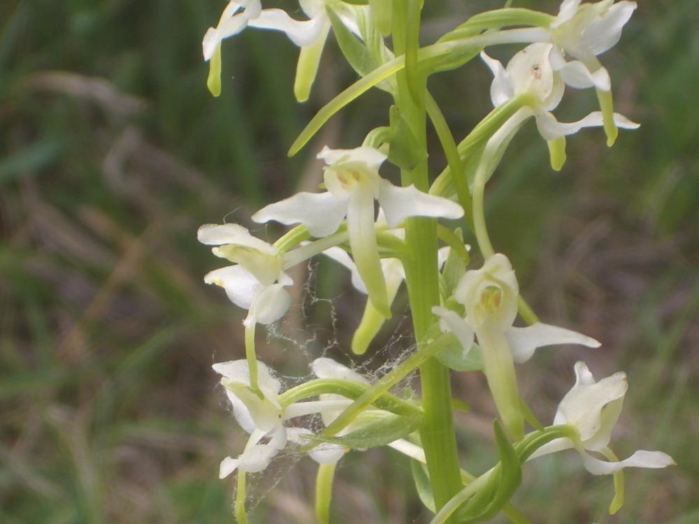 Platanthère à deux feuilles, Platanthère à fleurs Platanthera bifolia (L.) Rich., 1817