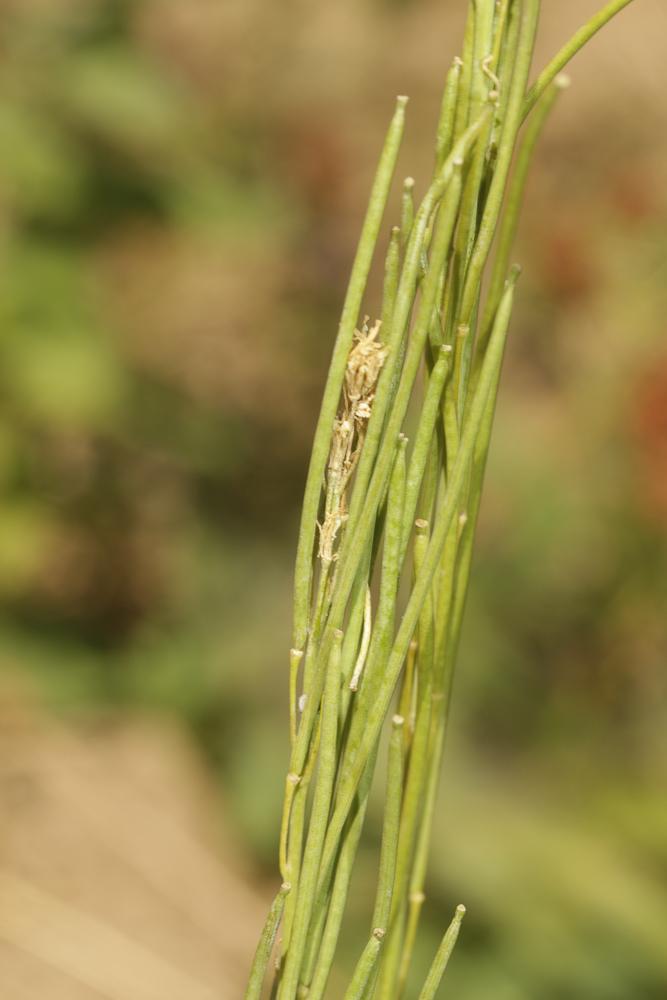 Arabette glabre, Tourelle Turritis glabra L., 1753
