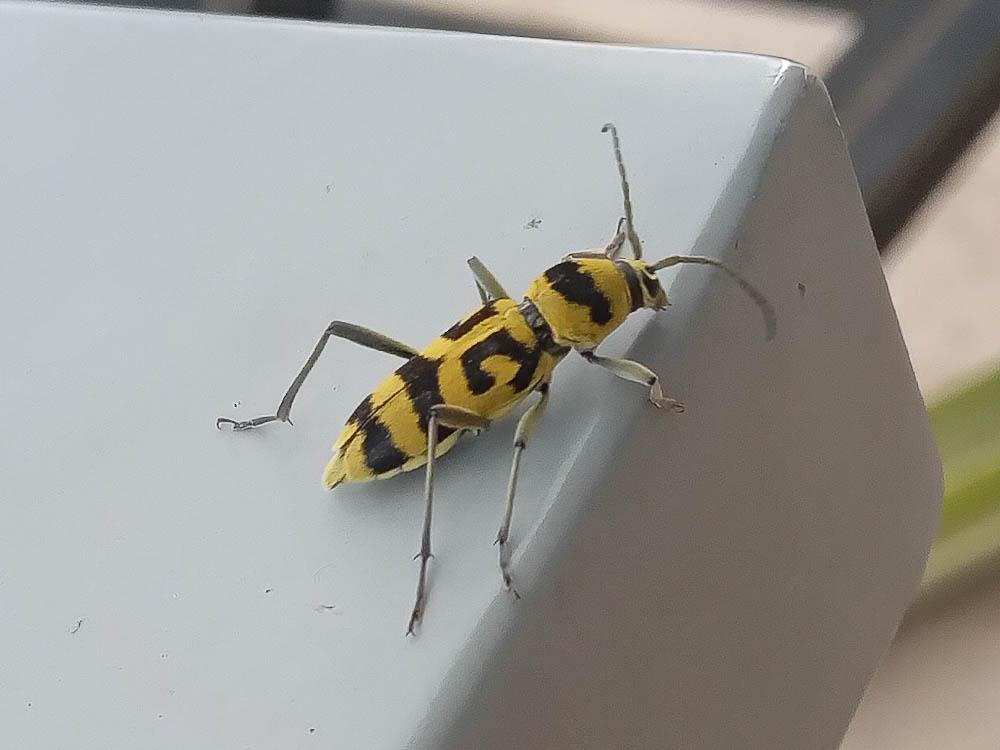 Clyte varié Chlorophorus varius (Müller, 1766)
