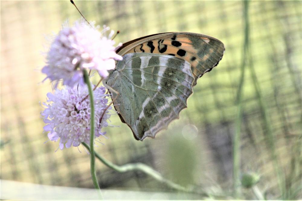 Tabac d'Espagne (Le), Nacré vert (Le), Barre argen Argynnis paphia (Linnaeus, 1758)