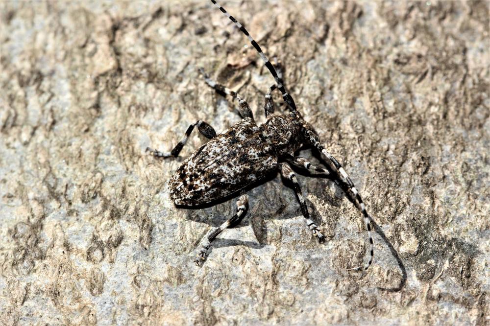 Acanthodère à fémurs renflés Aegomorphus clavipes (Schrank, 1781)