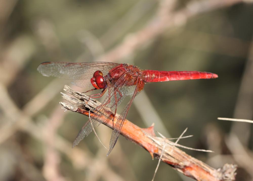 Crocothémis écarlate (Le) Crocothemis erythraea (Brullé, 1832)