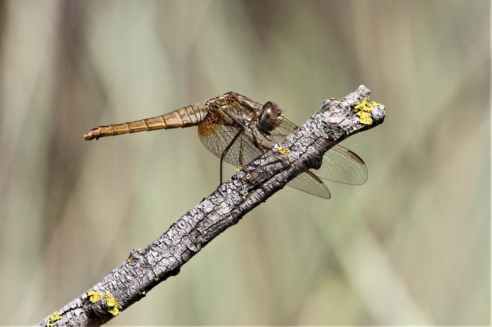 Crocothémis écarlate (Le) Crocothemis erythraea (Brullé, 1832)