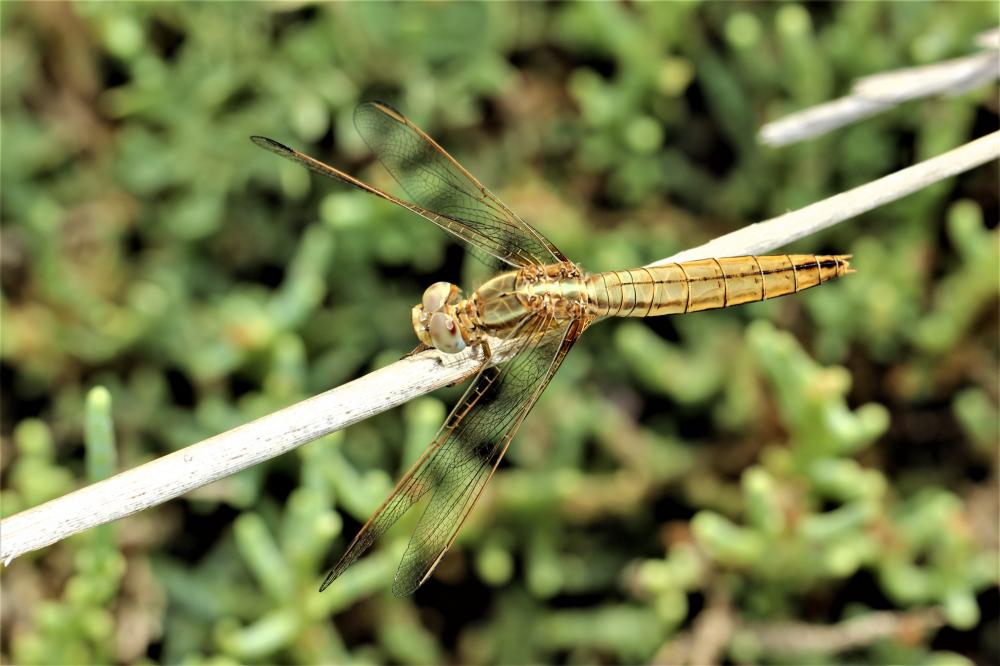 Crocothémis écarlate (Le) Crocothemis erythraea (Brullé, 1832)