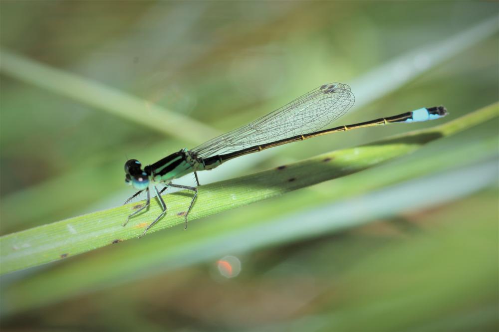Agrion élégant Ischnura elegans (Vander Linden, 1820)