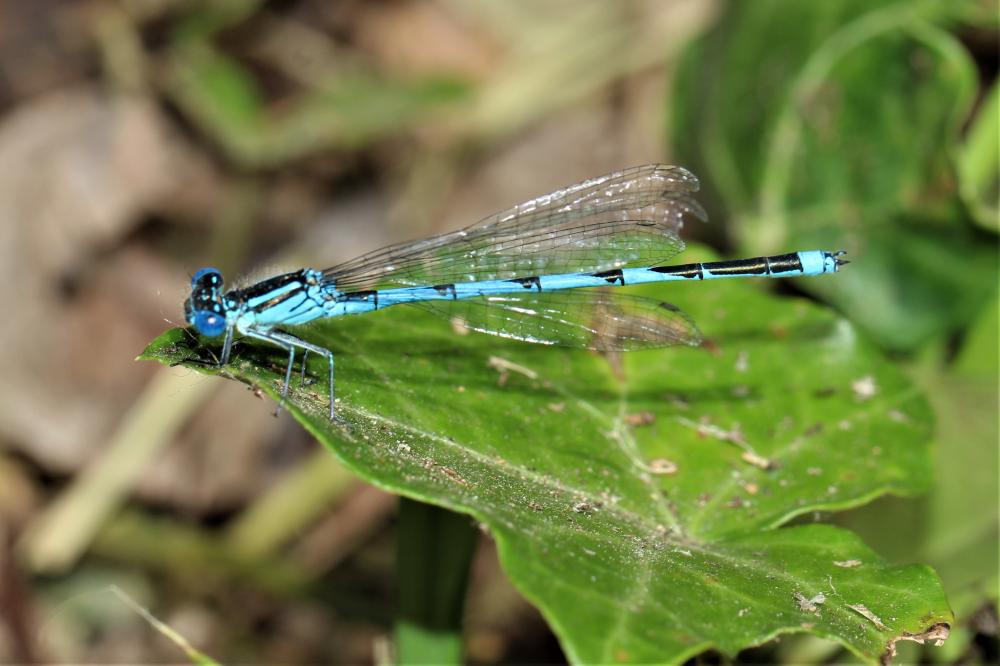 Agrion de Vander Linden, Naïade de Vander Linden Erythromma lindenii (Selys, 1840)
