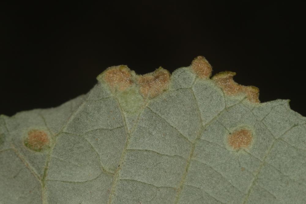 Phytoptus tetratrichus (Nalepa, 1890)