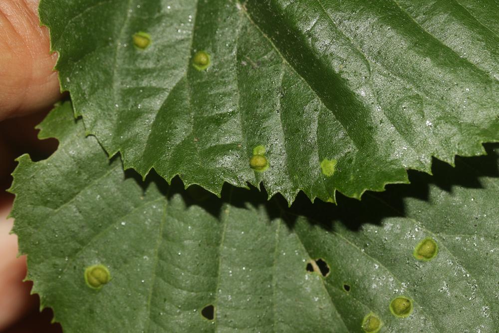 Phytoptus tetratrichus (Nalepa, 1890)