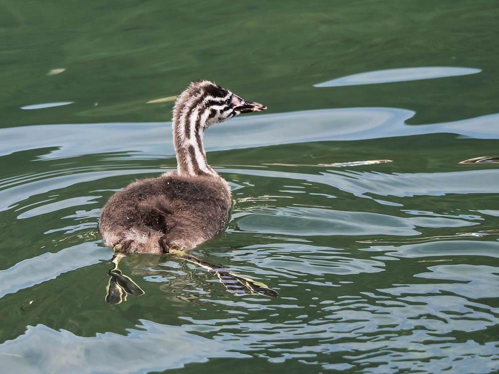 Grèbe huppé Podiceps cristatus (Linnaeus, 1758)