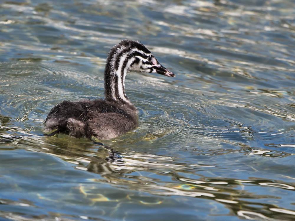 Grèbe huppé Podiceps cristatus (Linnaeus, 1758)