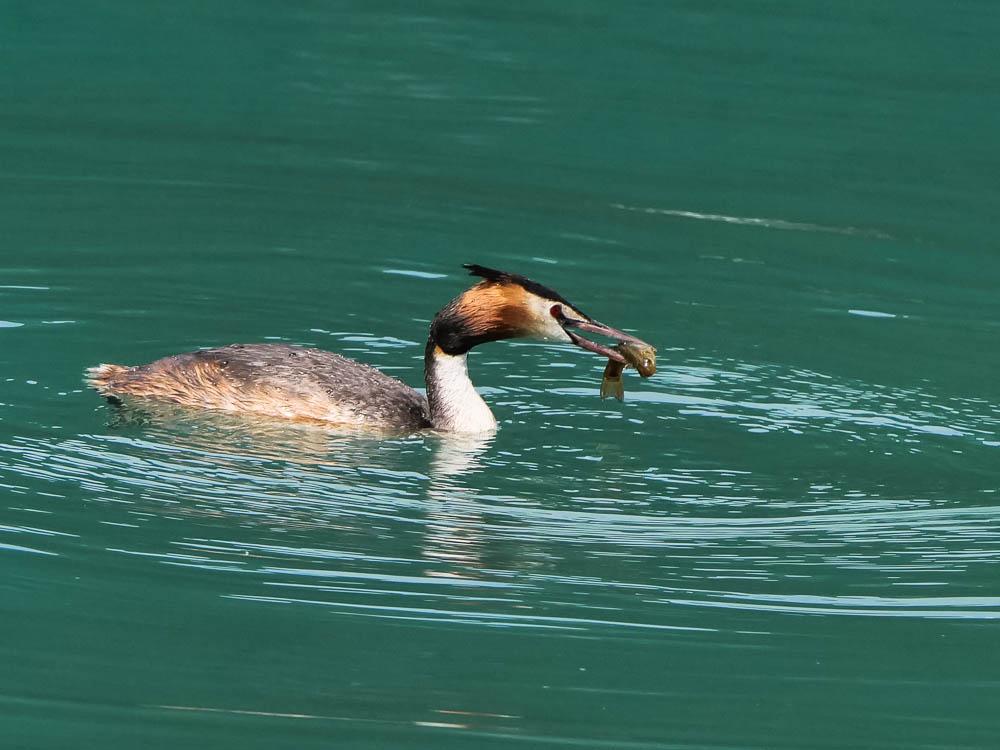 Grèbe huppé Podiceps cristatus (Linnaeus, 1758)