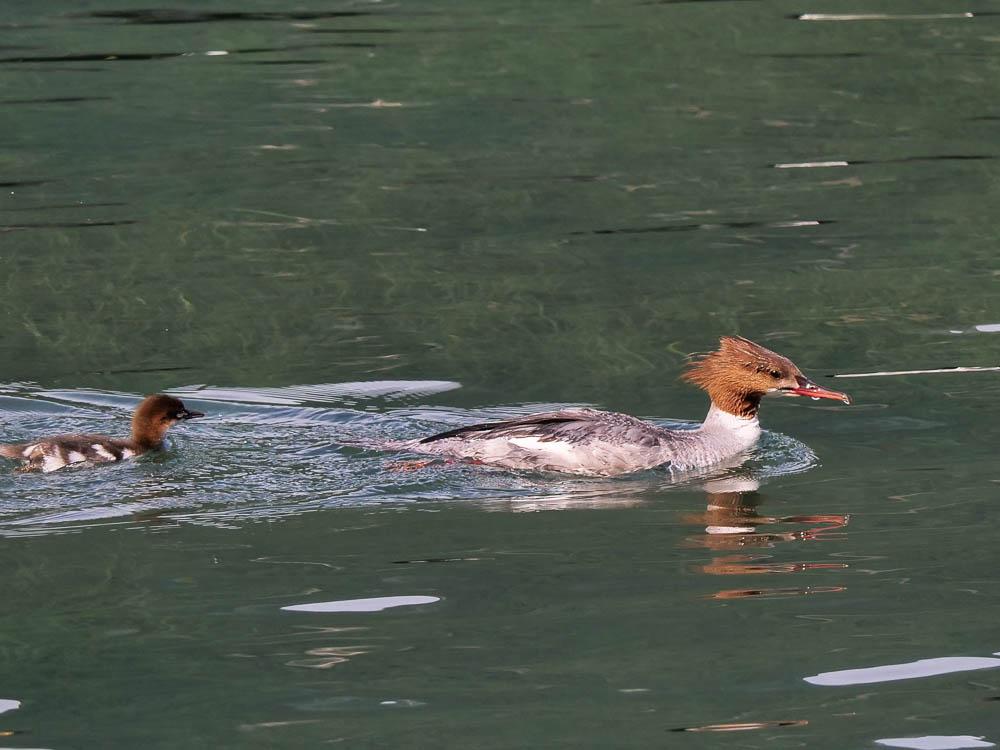 Harle bièvre Mergus merganser Linnaeus, 1758