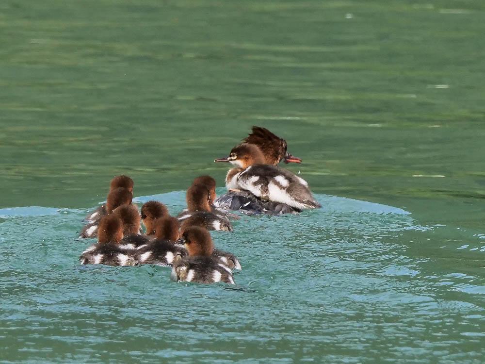 Harle bièvre Mergus merganser Linnaeus, 1758