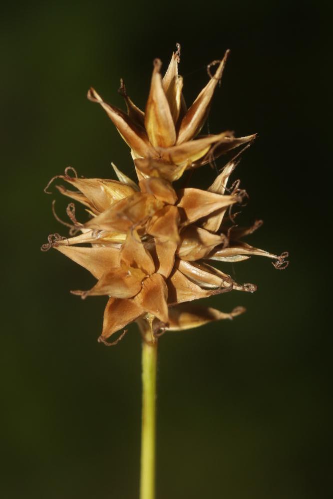 Laîche en épis Carex spicata Huds., 1762