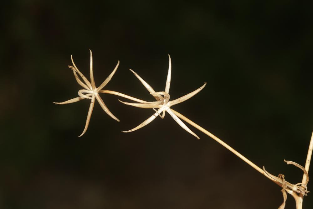 Rhagadiole comestible Rhagadiolus edulis Gaertn., 1791