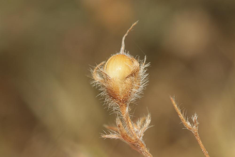 Liseron des monts Cantabriques, Herbe de Biscaye Convolvulus cantabrica L., 1753