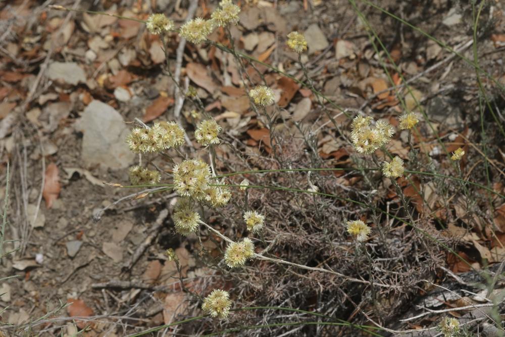 Immortelle des dunes, Immortelle jaune Helichrysum stoechas (L.) Moench, 1794
