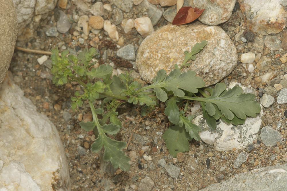 Scrofulaire des chiens Scrophularia canina L., 1753