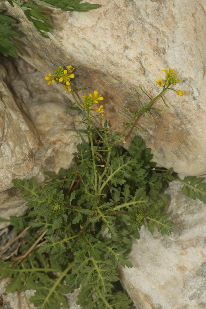 Rorippe des forêts, Roripe des bois Rorippa sylvestris (L.) Besser, 1821