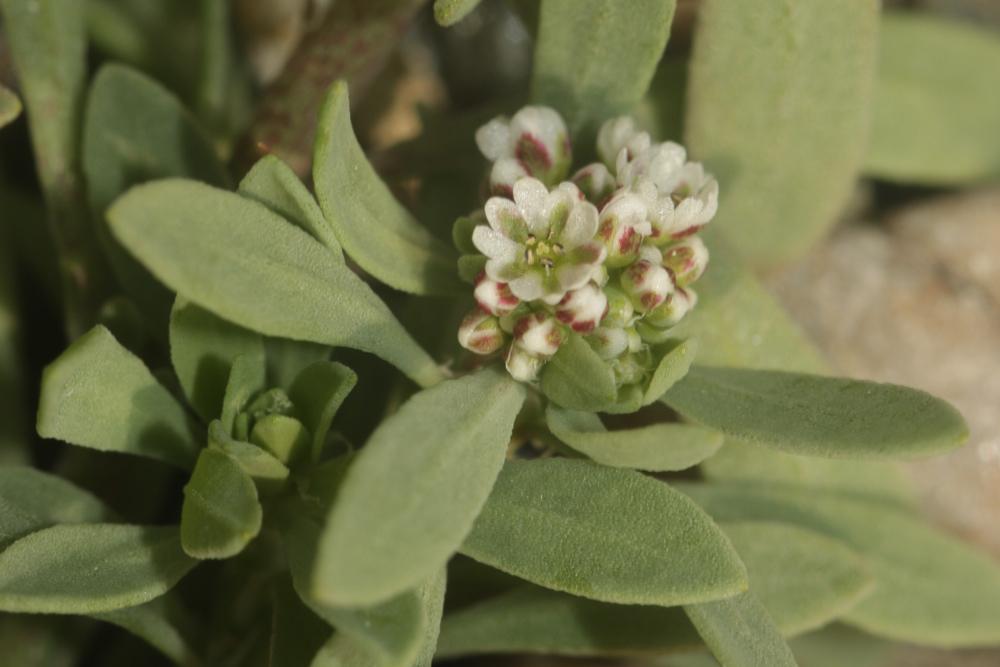 Corrigiole des grèves, Courroyette des sables Corrigiola littoralis L., 1753