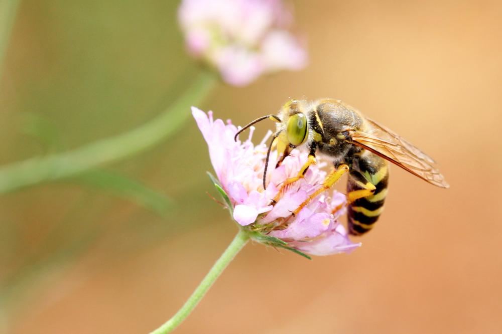 Bembix rostrata (Linnaeus, 1758)