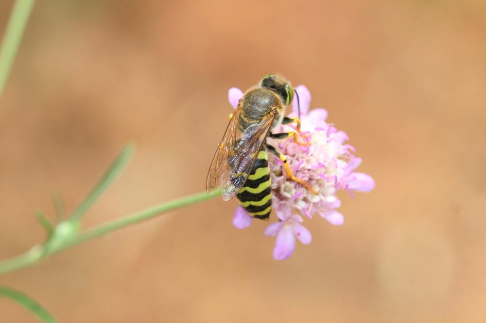 Bembix rostrata (Linnaeus, 1758)