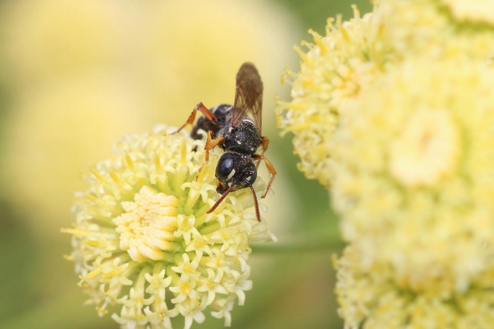 Cerceris interrupta (Panzer, 1799)