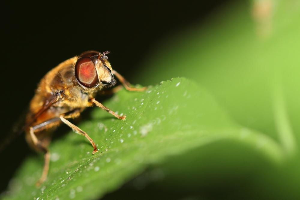 Eristalis similis (Fallén, 1817)
