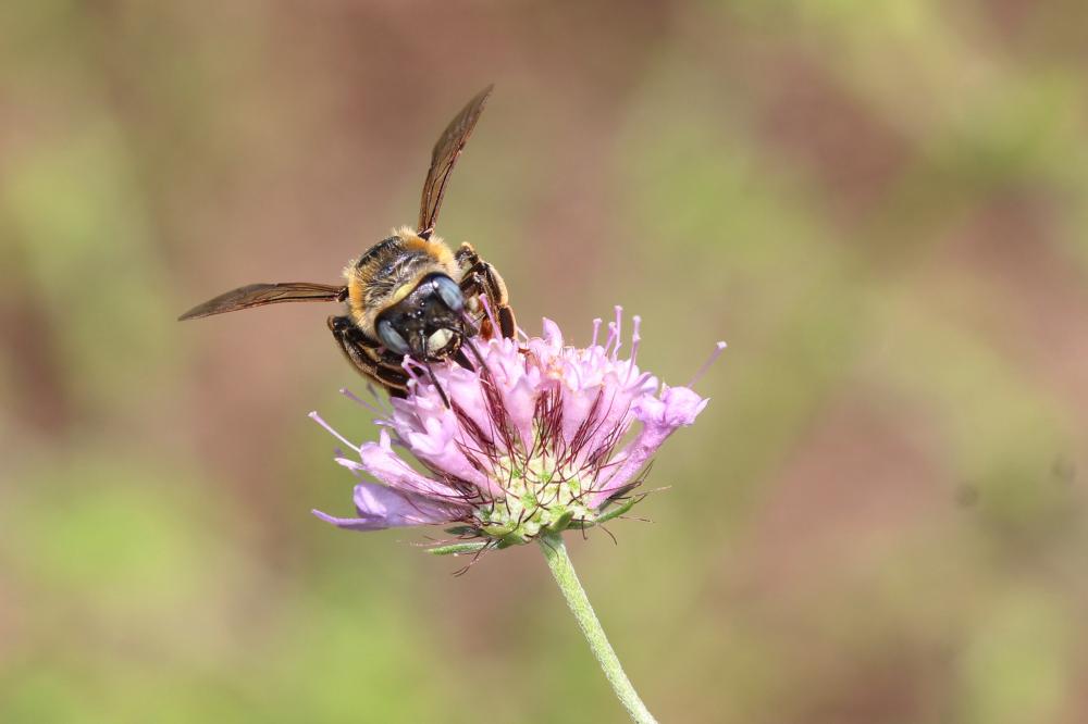 Melitturga clavicornis (Latreille, 1806)