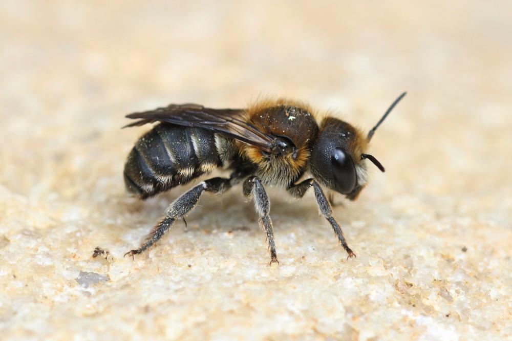  Osmia melanogaster Spinola, 1808