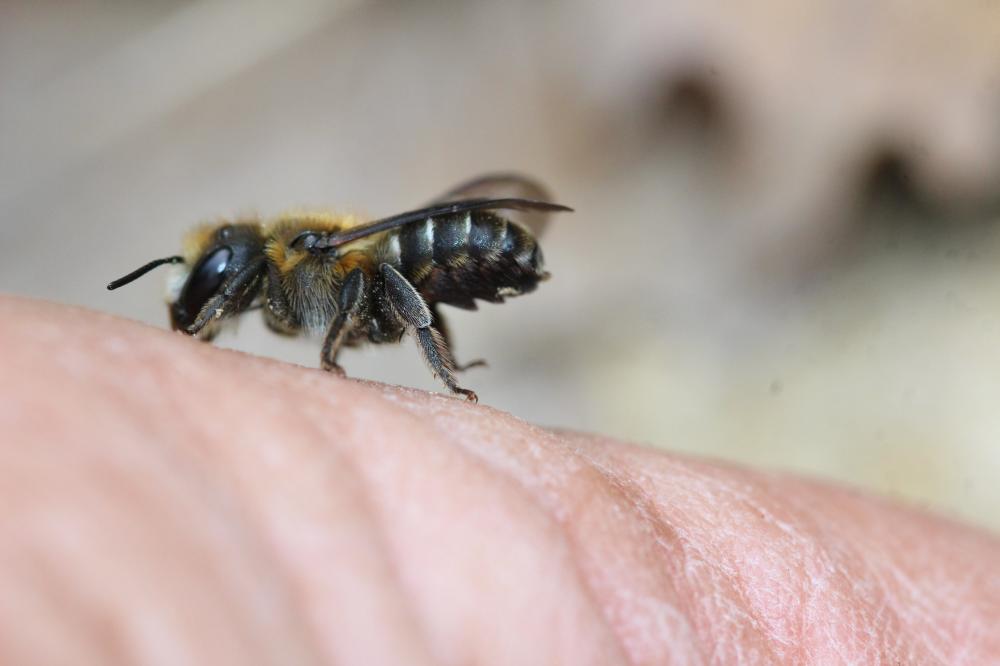  Osmia melanogaster Spinola, 1808