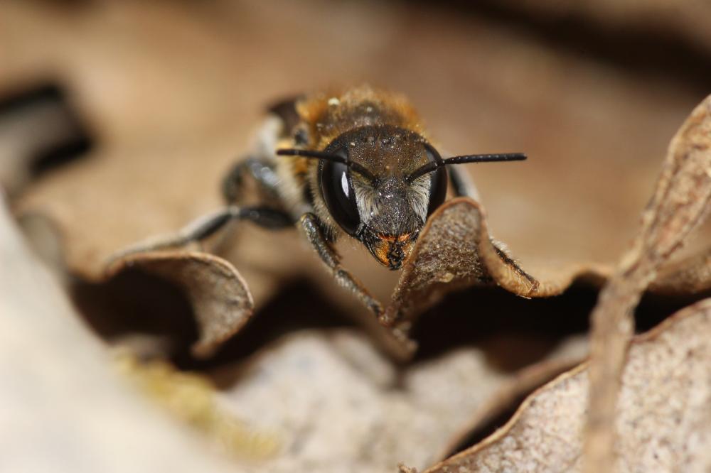  Osmia melanogaster Spinola, 1808