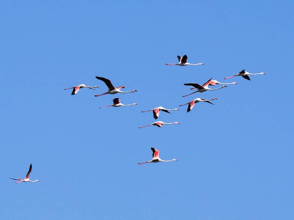 Flamant rose Phoenicopterus roseus Pallas, 1811