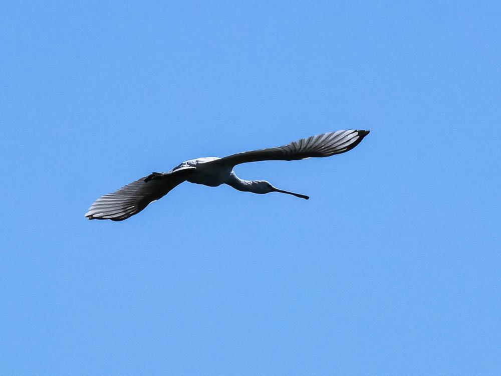 Spatule blanche Platalea leucorodia Linnaeus, 1758