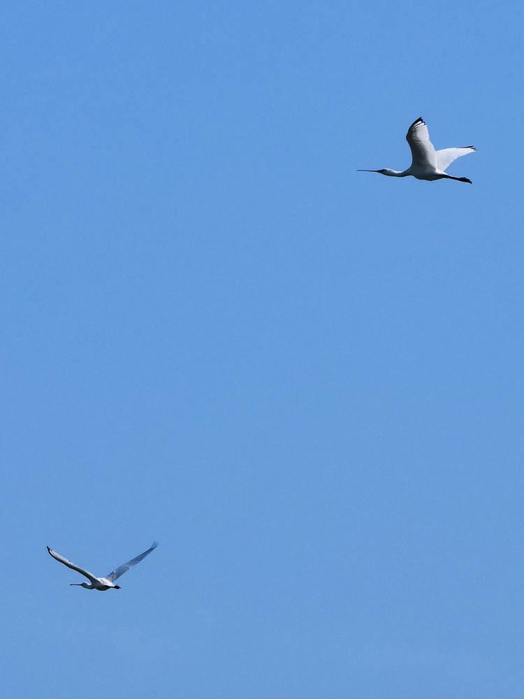 Spatule blanche Platalea leucorodia Linnaeus, 1758