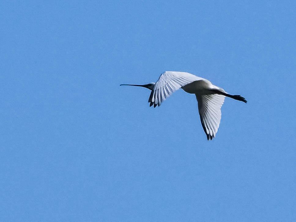 Spatule blanche Platalea leucorodia Linnaeus, 1758